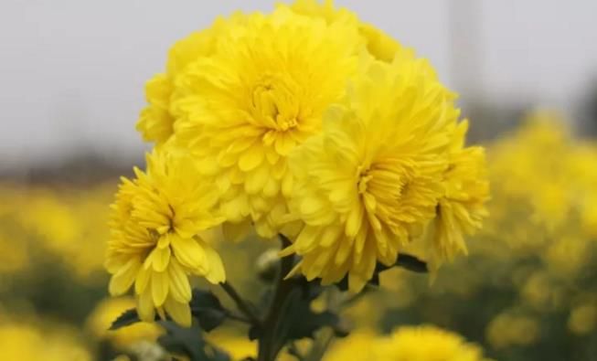 千畝云臺冰菊盛開，誠邀您蒞臨免費參觀！